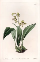 Orchidee: maxillaire in trossen