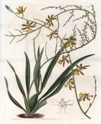 Orchidee: oncidium variëteit, West-Indische epifyt