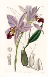 Laelia