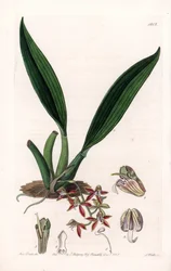 Macradenia