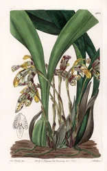 Orchidee: variëteit van maxillaria, inheems in Zuid-Amerika