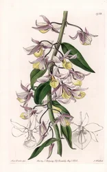Orchidee: variëteit van Dendrobium, afkomstig uit Azië - Plaat gegraveerd door S. Watts, naar een illustratie van Sarah Anne Drake (1803-1857), uit het Botanical Register van Sydenham Edwards (1768-1819), Engeland