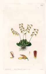 Orchidee: variëteit van epidendre
