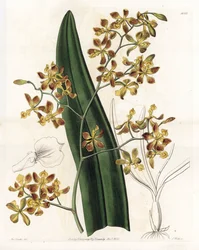 Orchidee: variëteit van epidendrum - Plaat gegraveerd door S.Watts, naar een illustratie van Sarah Anne Drake (1803-1857), uit het Botanical Register van Sydenham Edwards (1768-1819), Engeland
