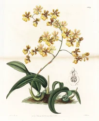 Orchidee: variëteit van epifytische oncidium uit Brazilië - Plaat gegraveerd door S. Watts, naar een illustratie van Sarah Anne Drake (1803-1857), uit het Botanical Register van Sydenham Edwards (1768-1819), Engeland