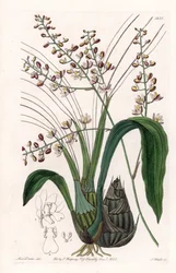 Eulophia
