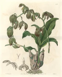 Orchidee Catasetum, afkomstig uit Brazilië - Sterk water door S. Watts naar een illustratie van Miss M.A. Huntley, uit het Botanical Register