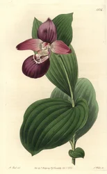 Orchidee venusschoen met grote bloemen - Grootbloemige cypripedium, Cypripedium macranthos
