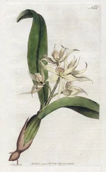 Orchidee epidendrum fragfumee - Lithografie door Sydenham Edwards (1768-1819), plaat uit het Botanical Magazine door William Curtis (1746-1799)