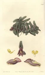 Orchidee epidendrum van Midden-Amerika - Epidendrum schlechterianum orchidee (Paarse nanodes, Nanodes discolor)