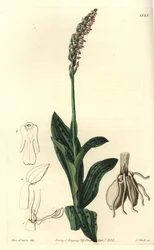 Orchidee neotine - Dichtbloemige orchidee, Neotinea maculata (One-sized aceras, Aceras secundiflora)
