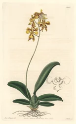 Orchidee oncidium geel, inheems in Brazilië
