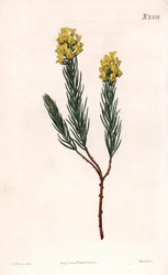 Ovale aspalathus