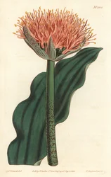 Kwastlelie, Scadoxus puniceus (Golfbladige bloedbloem, Haemanthus puniceus) - uit William Curtis