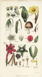 Onderdelen van bloemen inclusief bloemblad, nectarium, glume, zaad, spathe, bracte, peul, enz.