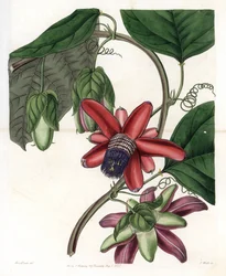 Passie Variete - Plaat gegraveerd door S.Watts, naar een illustratie van Sarah Anne Drake (1803-1857), uit het Botanical Register van Sydenham Edwards (1768-1819), Engeland