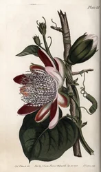 Passiebloem, knop en bloem. Gekleurde kopergravure, illustratie door Sydenham Edwards voor Conferences of Botanical, Botanical Garden of Lambeth