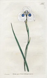 Pauw Iris