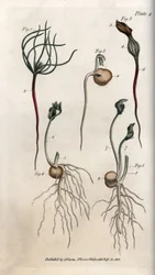 Erwten, peulvruchtzaden in verschillende kiemstadia. Gekleurde kopergravure, illustratie van Sydenham Edwards (1768-1819) voor Conferences of Botanical, Botanische Tuin van Lambeth (Engeland)