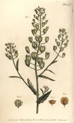 Veldkruid, Thlaspi arvense, Siliculosa