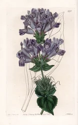 Penstemon Variete - uit het Botanical Register van Sydenham Edwards (1768-1819), Engeland