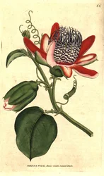 Geurige grenadilla - (Gevleugelde passiebloem, Passiflora alata)