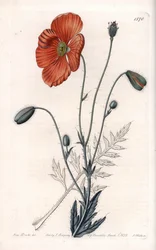 Perzische Papaver Variëteit - Gegraveerd door S.Watts, naar een illustratie van Sarah Anne Drake (1803-1857), uit het Botanisch Register van Sydenham Edwards (1768-1819), Engeland