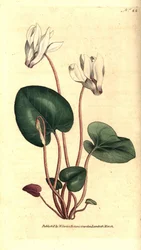 Perzische cyclamen of cyclamen bloemisten - Perzische cyclamen, Cyclamen persicum. Handgekleurde kopergravure naar een botanische illustratie door James Sowerby uit William Curtis