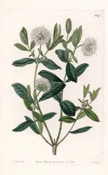 Pimelea Variete - Plaat gegraveerd door S.Watts, uit een illustratie door Sarah Anne Drake (1803-1857), uit het Botanical Register van Sydenham Edwards (1768-1819), Engeland
