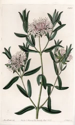 Pimelea sylvestris, afkomstig uit Australië