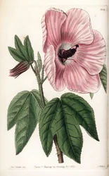 Roze hibiscus