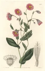 Roze rhodanthe, afkomstig uit Australië - Sterk water door S. Watts naar een illustratie van Sarah Anne Drake (1803-1857), uit het Botanical Register