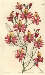 Arme-mans orchidee, Schizanthus grahamii (Stomppettige schizanthus, Schizanthus retusus)