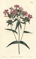 Prairie Phlox, uit William Curtis