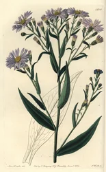 Paarse bloemige aster varieteit - Symphyotrichum laeve (Gladde aster, Aster laevis)