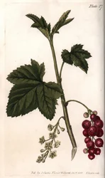 Rode bes. Gekleurde kopergravure, illustratie door Sydenham Edwards (1768-1819) voor Conferenties van Botanische, Botanische Tuin van Lambeth (Engeland)