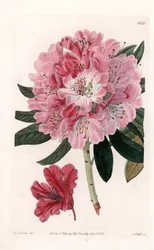 Rhododendron Hybrid Variete - Gegraveerd door S.Watts, uit een illustratie van Sarah Anne Drake (1803-1857), uit het Botanical Register van Sydenham Edwards (1768-1819), Engeland