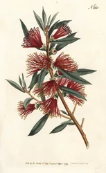 Flesborstel citroen, flesborstel of rode pinplant - Karmozijnrode flesborstel, Callistemon citrinus (Harsh-Lev
