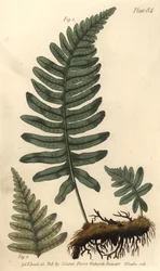 Rotsvaren of polypody, Polypodium vulgare, Filices