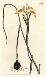 Opgerolde moraea, Moraea angusta. Handgekleurde kopergravure door F. Sansom Jr. naar een illustratie door Sydenham Edwards uit William Curtis