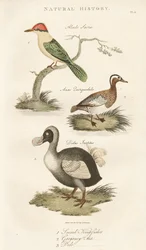 Heilige ijsvogel, zomertaling en dodo