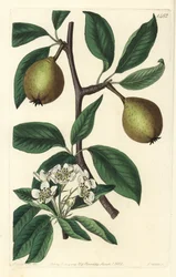 Saliebladige peer - Pyrus salviifolia