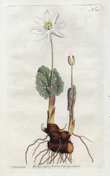 Sanguinaire du Canada - Lithografie door Sydenham Edwards (1768-1819), plaat uit William Curtis