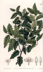 Struik Schinus latifolia, peper variëteit