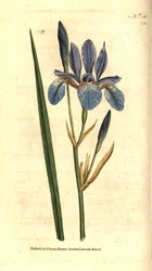 Siberische Iris - Siberische iris, Iris sibirica