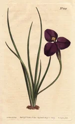Zijdeachtige patersonia met donkerpaarse bloem. Genoemd naar kolonel Paterson, die de Australische flora bestudeerde. Zijdeachtige patersonia met donkerpaarse bloem. Inheems in Australië. Genoemd naar kolonel Paterson, de assistent-gouverneur van New South