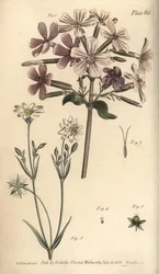 Zeepkruid, Saponaria officinalis, Digynia