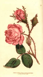 Sprankelende roos - Roze mos, Rosa centifolia f. muscosa (Rosa muscosa)