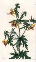 Kruidige papaver