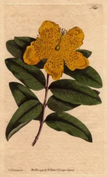 Sint-Janskruid met brede gele bloemen. Grootbloemig Sint-Janskruid met gele bloemen. Hypericum calycinum. Handgekleurde kopergravure van een botanische illustratie door Sydenham Edwards uit William Curtis